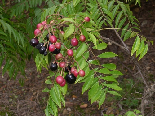 Herbal Remedies For Breast Cancer 